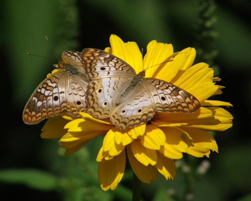 P6305145.JPG - OLYMPUS DIGITAL CAMERA