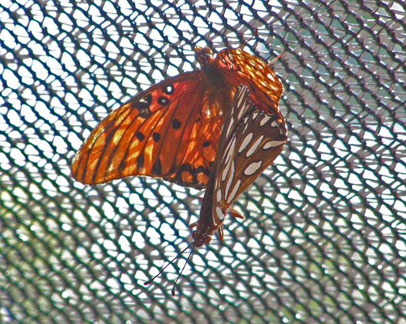 P6305147.JPG - OLYMPUS DIGITAL CAMERA