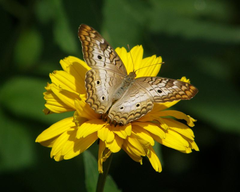 P6305149.JPG - OLYMPUS DIGITAL CAMERA