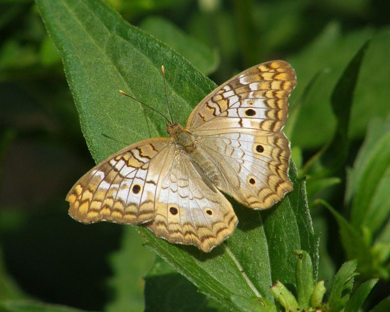 P6305155.JPG - OLYMPUS DIGITAL CAMERA