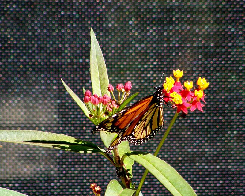 P7225501.JPG - OLYMPUS DIGITAL CAMERA