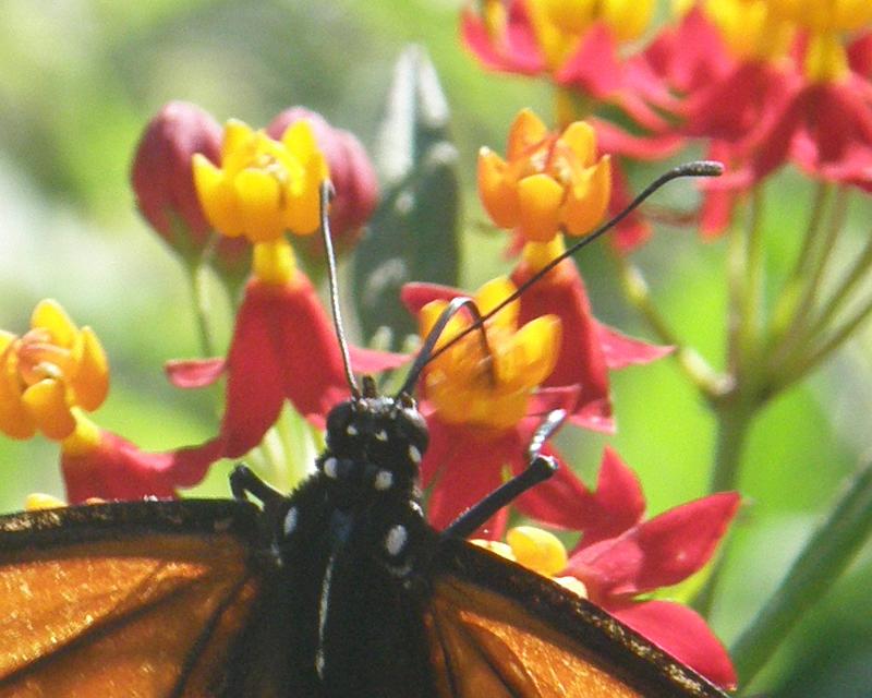 P7225538-c.jpg - OLYMPUS DIGITAL CAMERA