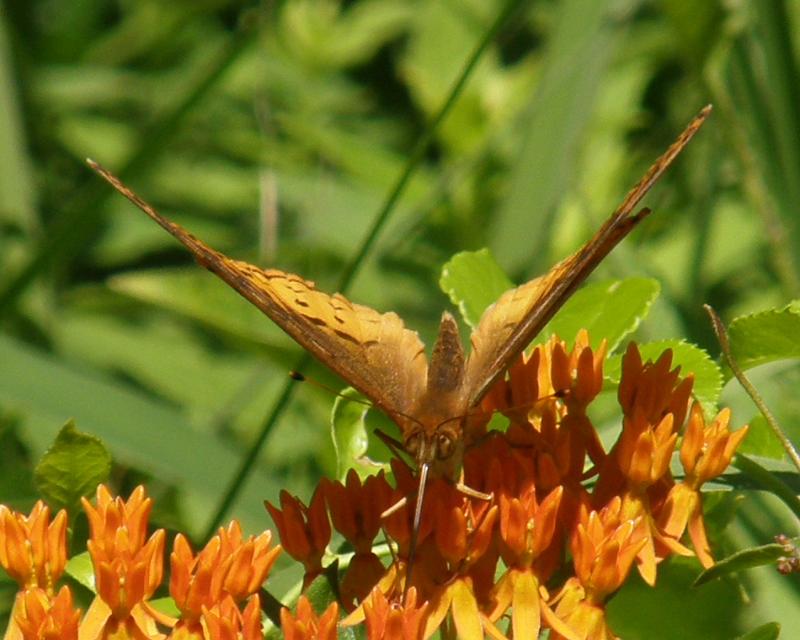 P7225581-c.jpg - OLYMPUS DIGITAL CAMERA