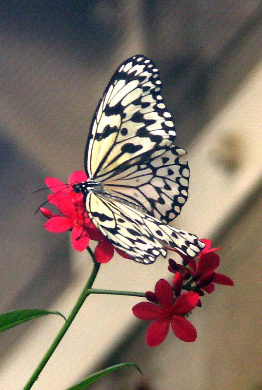 PICT0042-CL.jpg - KONICA MINOLTA DIGITAL CAMERA