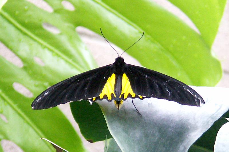 PICT0053.JPG - KONICA MINOLTA DIGITAL CAMERA