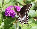 IMG_2083-2