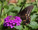 IMG_2087-2