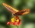 IMG_2101-2