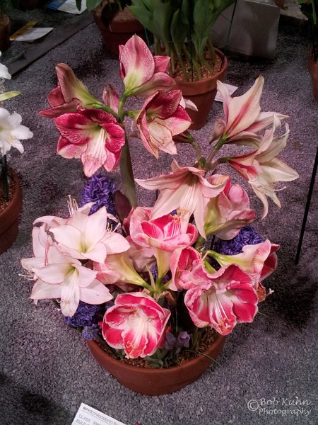 60-2.jpg - User comments