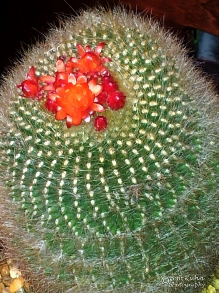 63-2.jpg - User comments