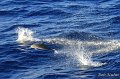 IMG_1984-2