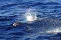 IMG_1985-2