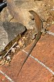IMG_1816-2