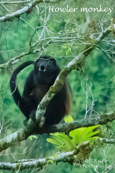 IMG_5778-Howler_monkey.jpg