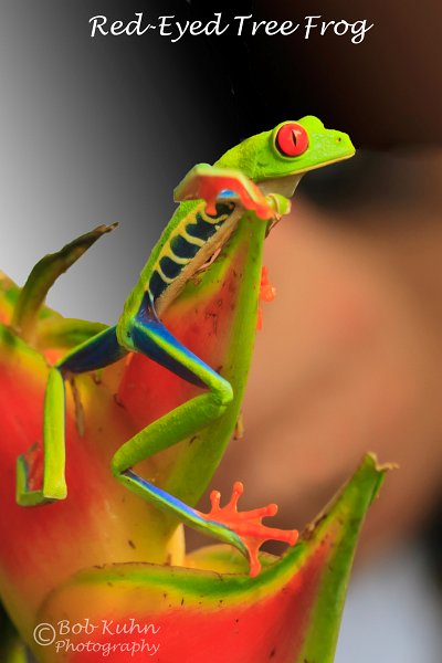 IMG_5922-Red_Eyed_Tree_Frog.jpg