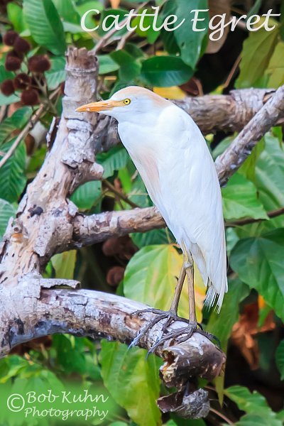 IMG_6424-cattle_egret.jpg
