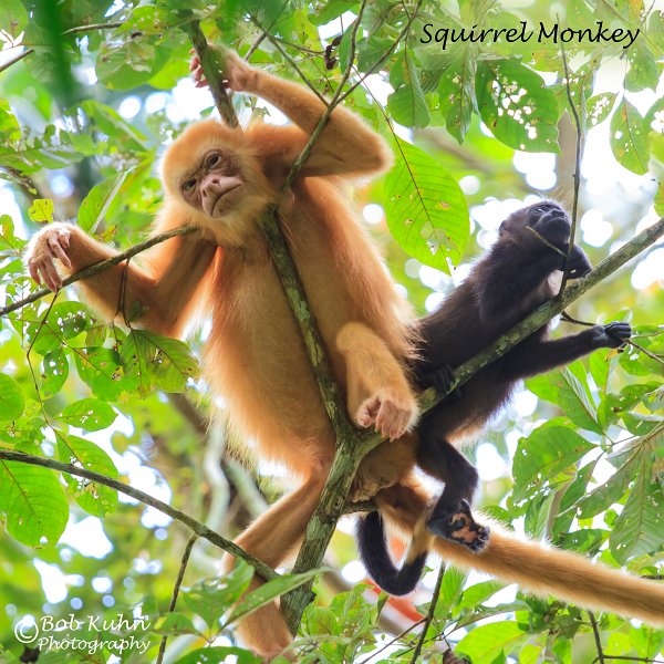 IMG_6464-Squirrel_Monkey.jpg