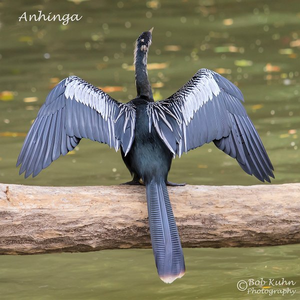 IMG_6497-Anhinga.jpg