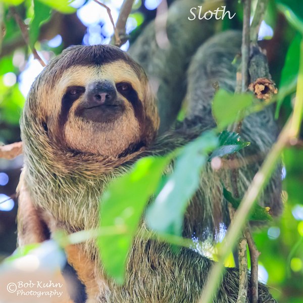 IMG_6906-sloth.jpg