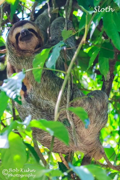 IMG_6907-sloth.jpg