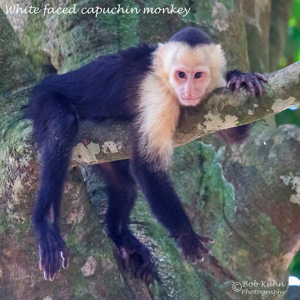 IMG_6922-white_faced_monkey.jpg
