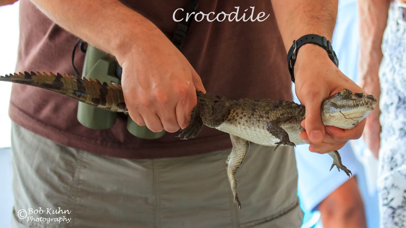 IMG_7026-Crocodile.jpg