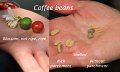 IMG_5638-coffee_beans