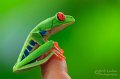 IMG_5906-Red_eyed_tree_frog