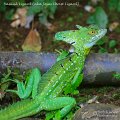 IMG_6228-Basilisk_Lizard