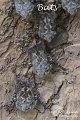 IMG_6410-bats
