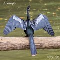 IMG_6497-Anhinga