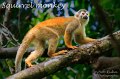 IMG_6911-Squirrel_monkey