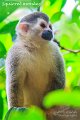 IMG_6917-Squirrel_monkey