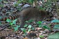IMG_6943-raccoon