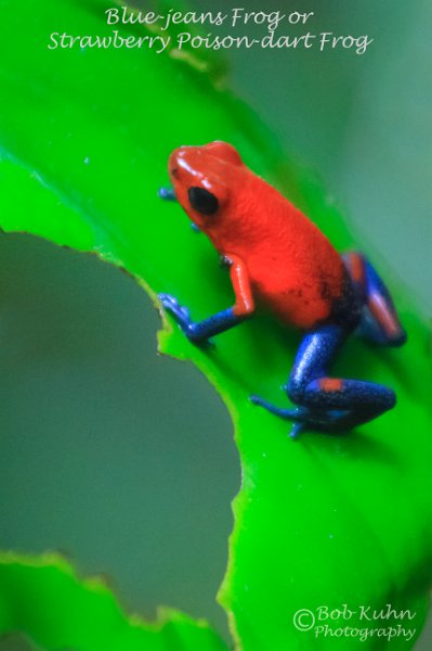 IMG_5893-IMG_6065-blue_jeans_frog.jpg