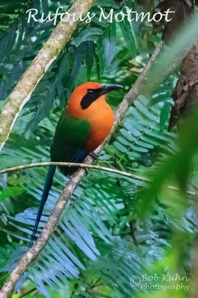 IMG_6057-Rufous_Motmot.jpg