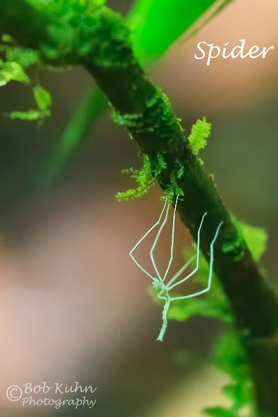 IMG_6076-spider.jpg