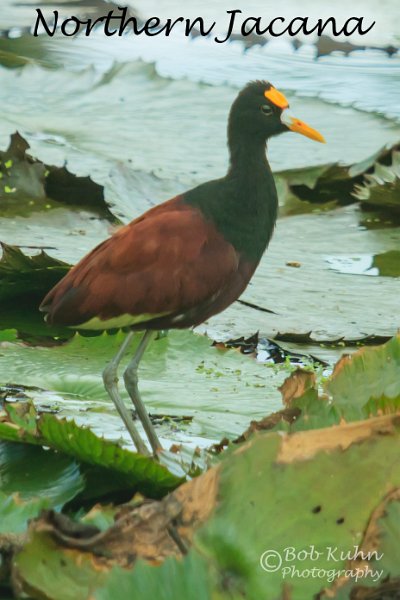 IMG_6123-Northern_Jacana.jpg