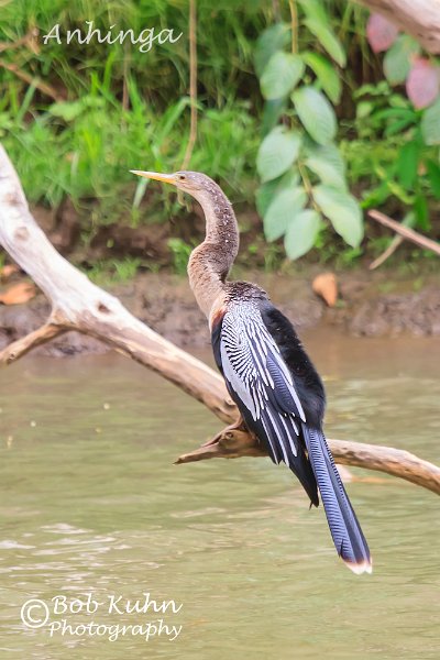 IMG_6486-Anhinga.jpg