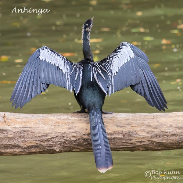 IMG_6497-Anhinga.jpg