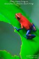 IMG_5893-IMG_6065-blue_jeans_frog