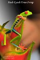 IMG_5922-Red_Eyed_Tree_Frog
