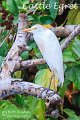 IMG_6424-cattle_egret