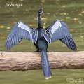IMG_6497-Anhinga
