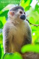 IMG_6917-Squirrel_monkey