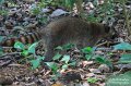 IMG_6943-raccoon